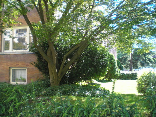 Enlarged view of image